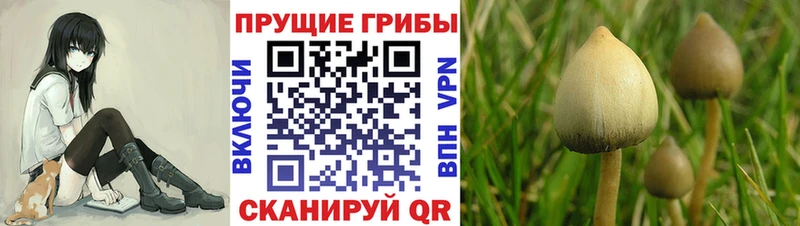 Купить где  Черногорск  Галлюциногенные грибы MAGIC MUSHROOMS 